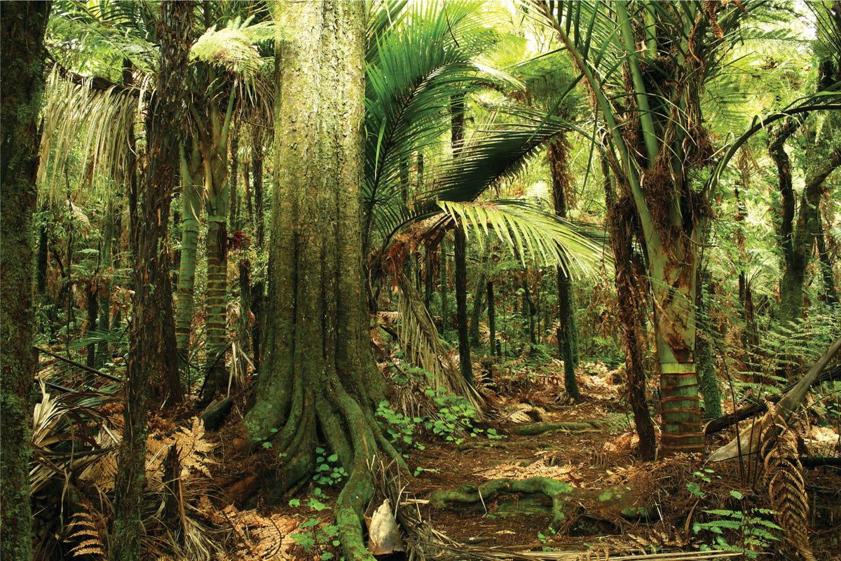 Uncropped forest artwork showing trees, ferns and the main path composition