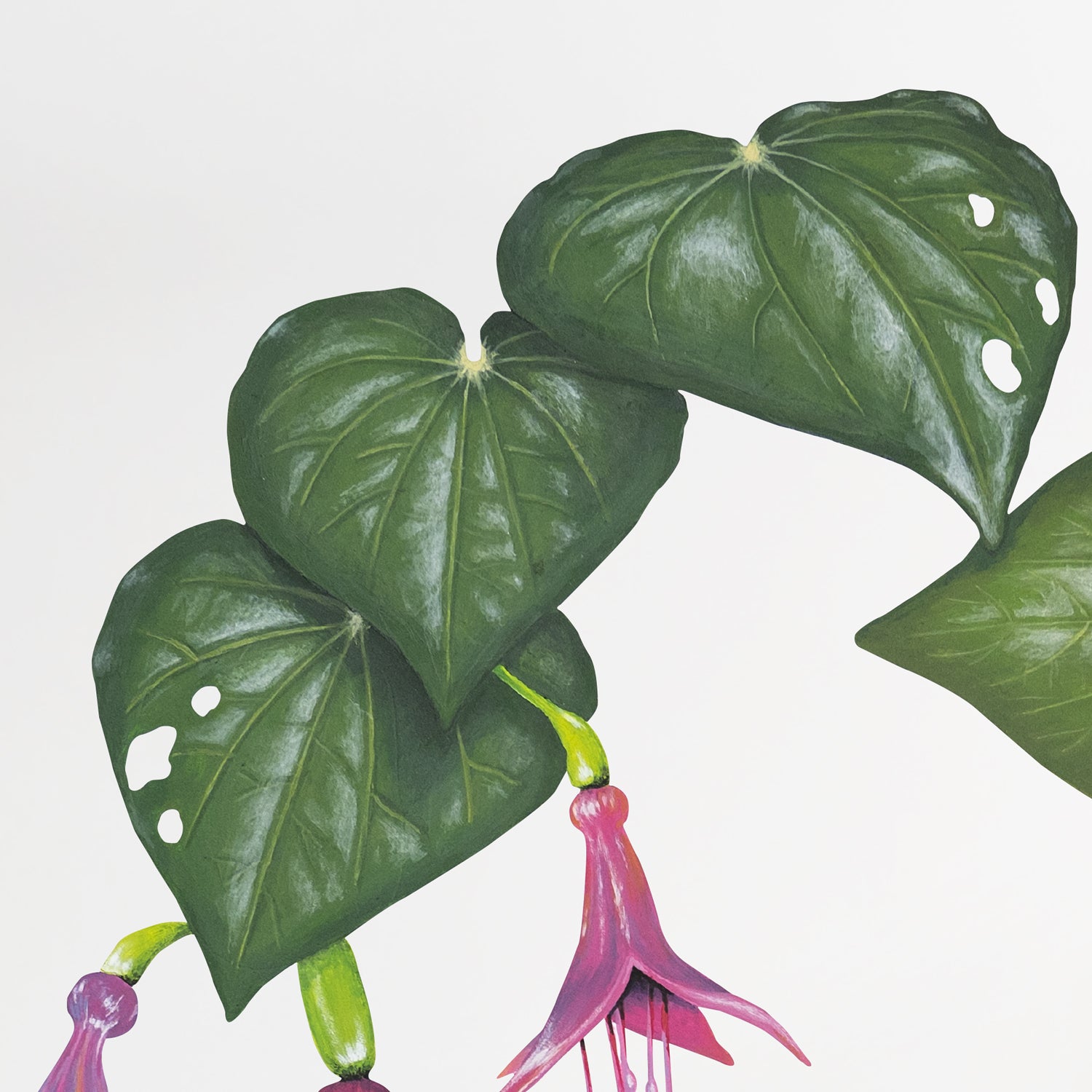 Fantail Kawakawa Bouquet