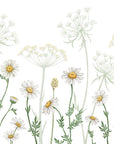 Field of Daisies