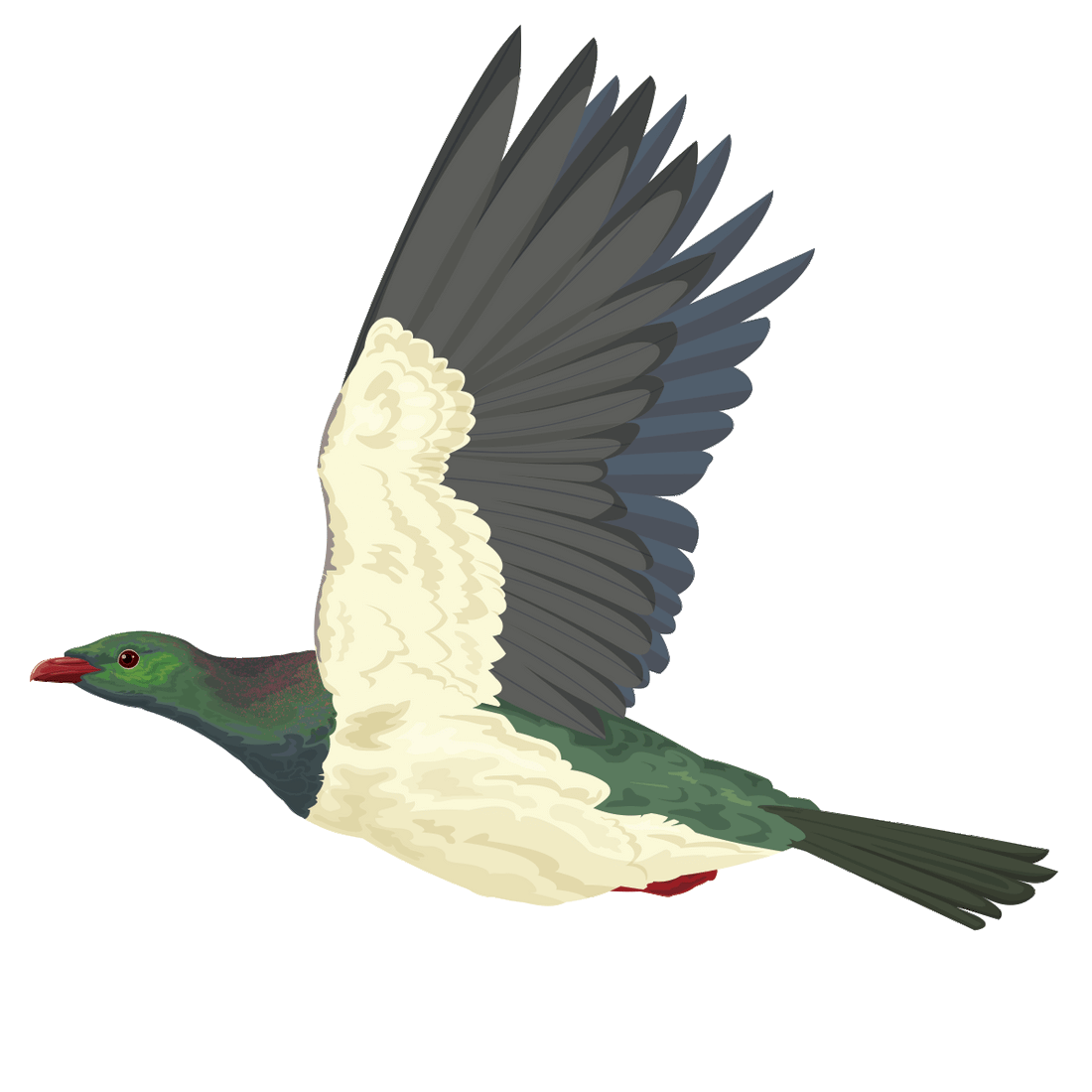 Flying Kererū and Nikau Tree