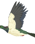 Flying Kererū and Nikau Tree