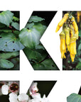 Kia Kaha