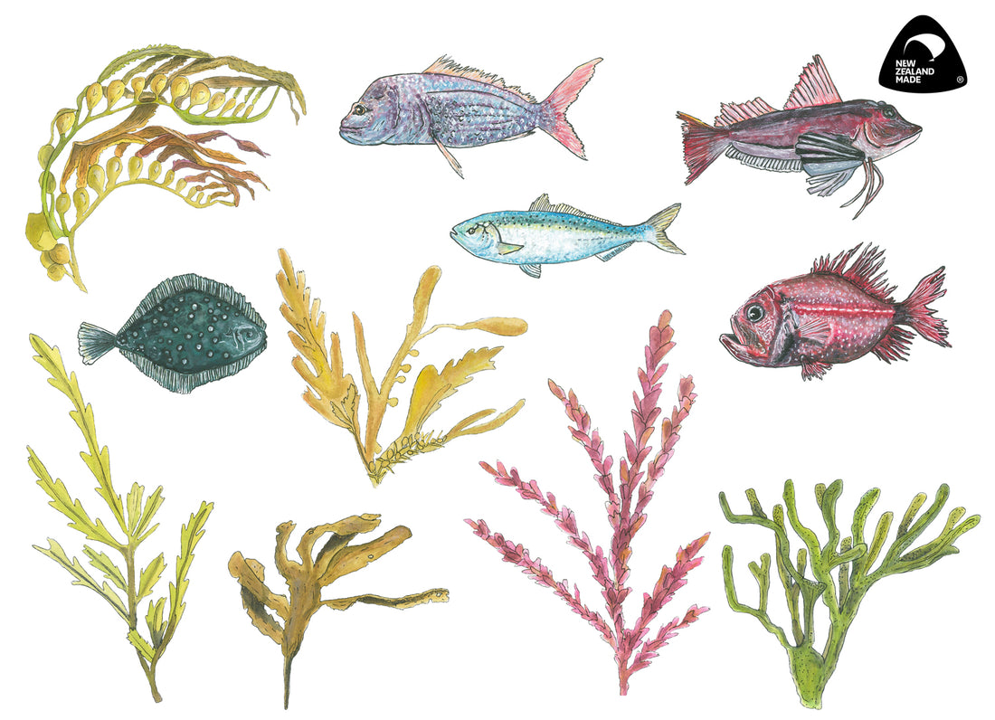 NZ Seaweed and Native Fish