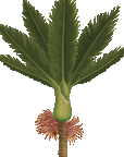 Flying Kererū and Nikau Tree