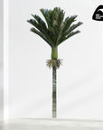 Nikau Palm Wall Decal