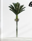 Nikau Palm Wall Decal