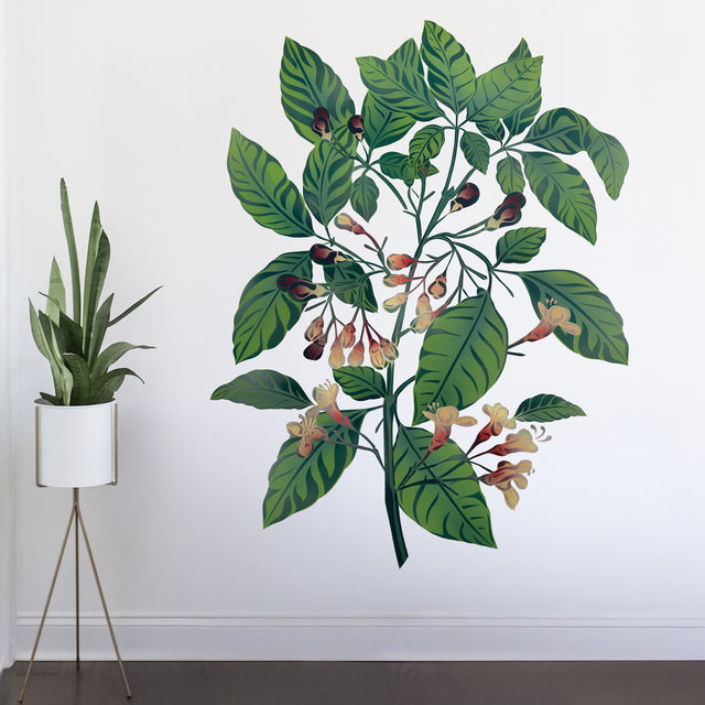 Puriri XL