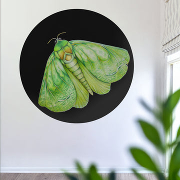 Pūriri Moth