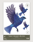 Kōkako A2