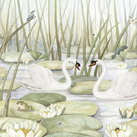 Spectacular Swans