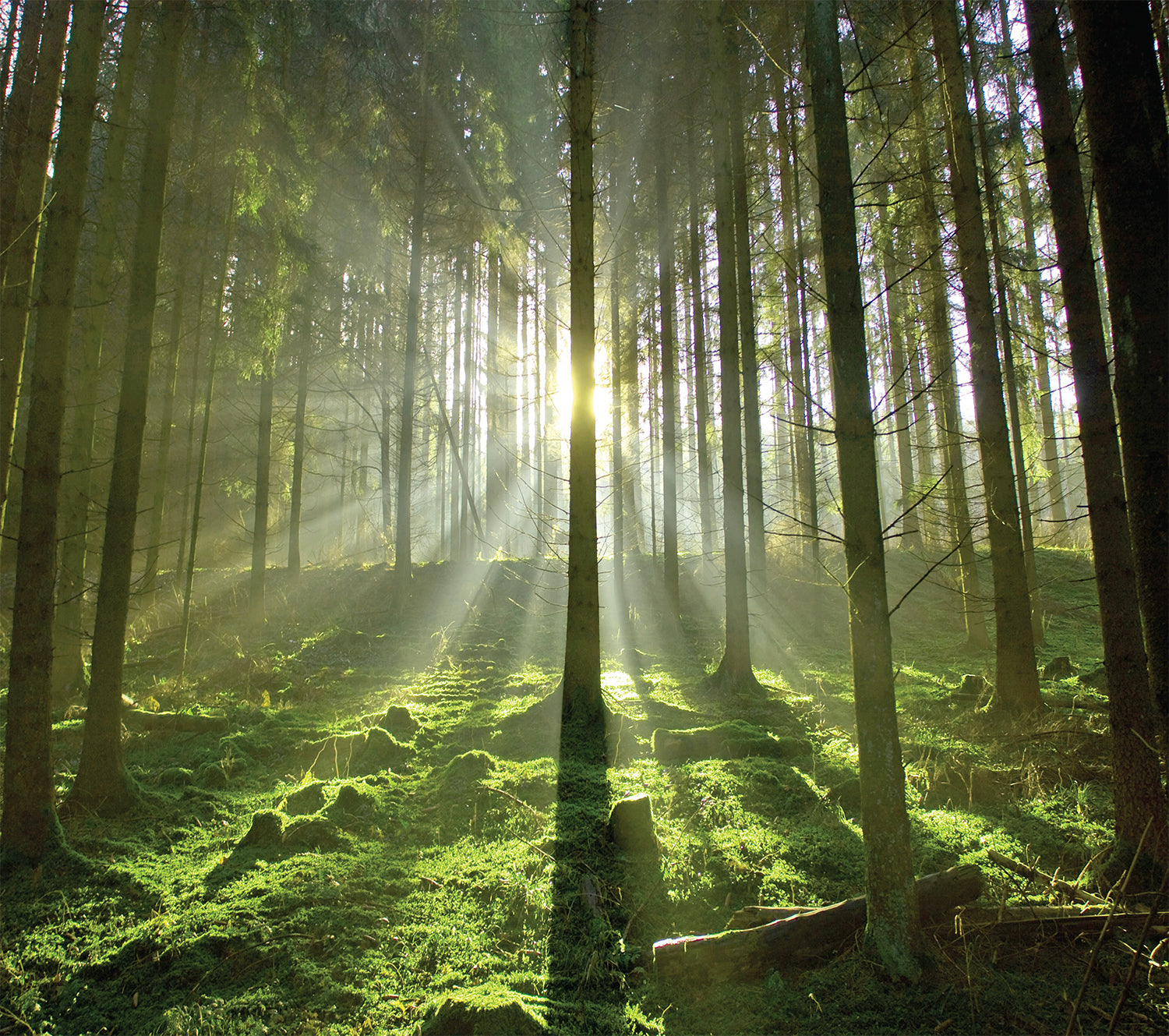 Spring Trees Mural – YDS STUDIO