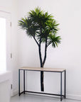 Cabbage Tree Wall Decal