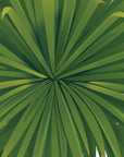 Artwork detail visualisation – Cabbage Tree with Kererū – leaf linework