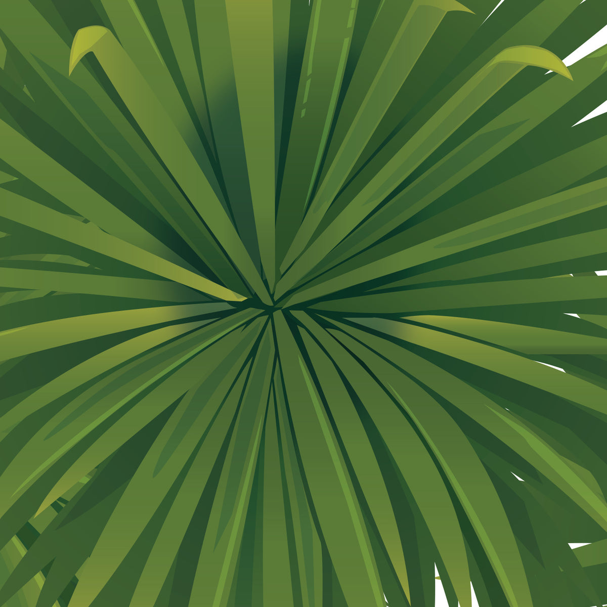 Artwork detail visualisation – Cabbage Tree with Kererū – leaf linework