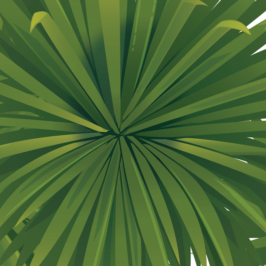 Artwork detail visualisation – Cabbage Tree with Kererū – leaf linework