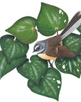 Fantails in Kawakawa