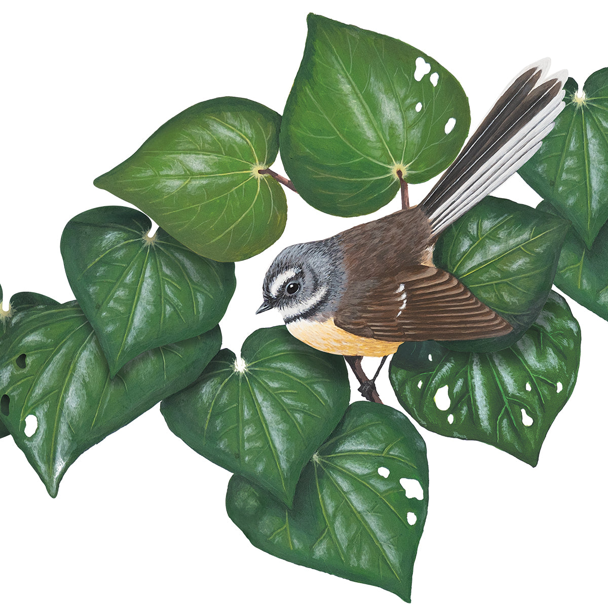 Fantails in Kawakawa