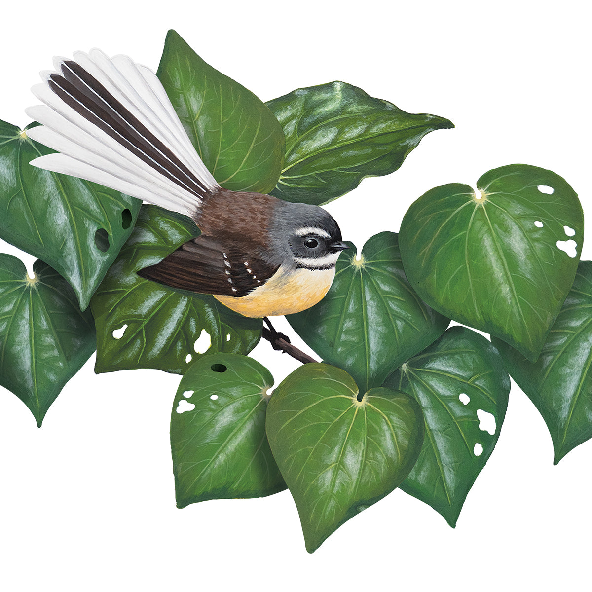 Fantails in Kawakawa