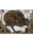 Kiwi Wall Decal