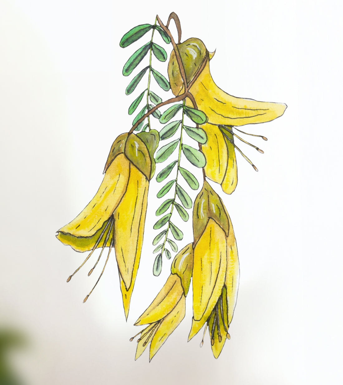 Kōwhai wall decal