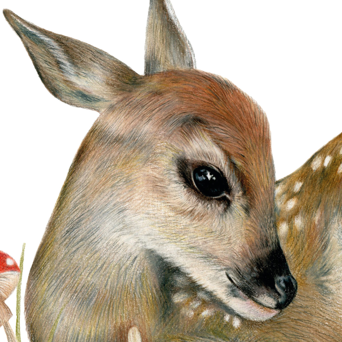 Bambi by Olivia Bezett, original artwork detail showing the fawn’s face and pencil-drawn fur.