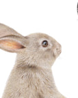Bunny and Butterfly by Olivia Bezett, original artwork detail showing the rabbit looking towards the butterfly.