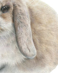 Daisy Bunny by Olivia Bezett, original artwork detail showing the rabbit’s long ear and soft fur.