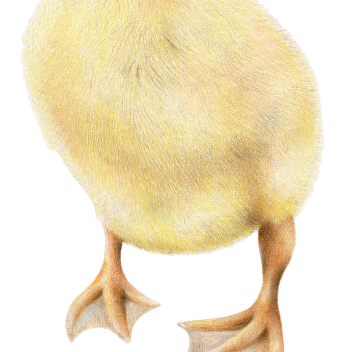 Duckling by Olivia Bezett, original artwork detail showing the duckling’s yellow body and orange feet.