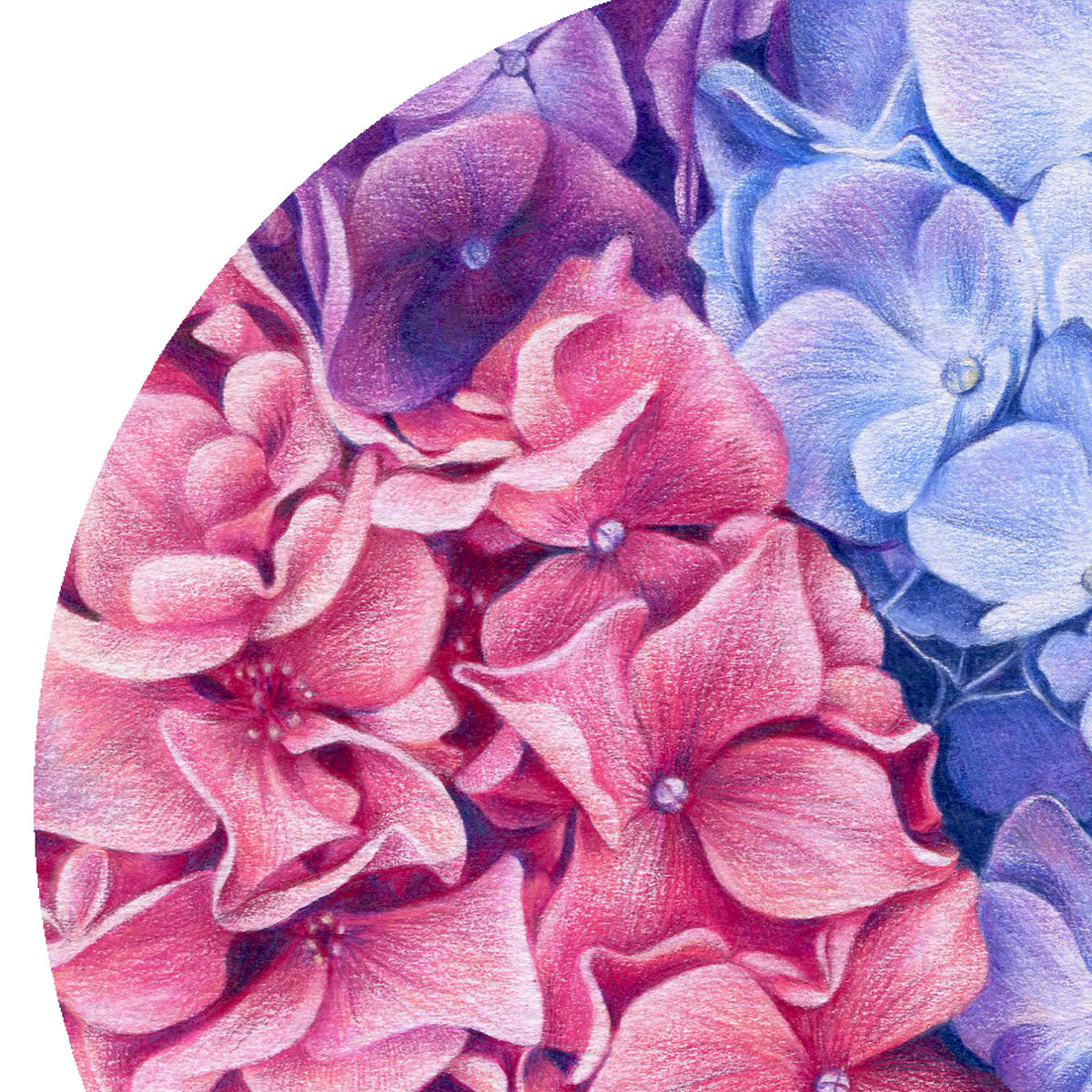 Hydrangeas by Olivia Bezett, original artwork detail showing pink and blue hydrangea petals.