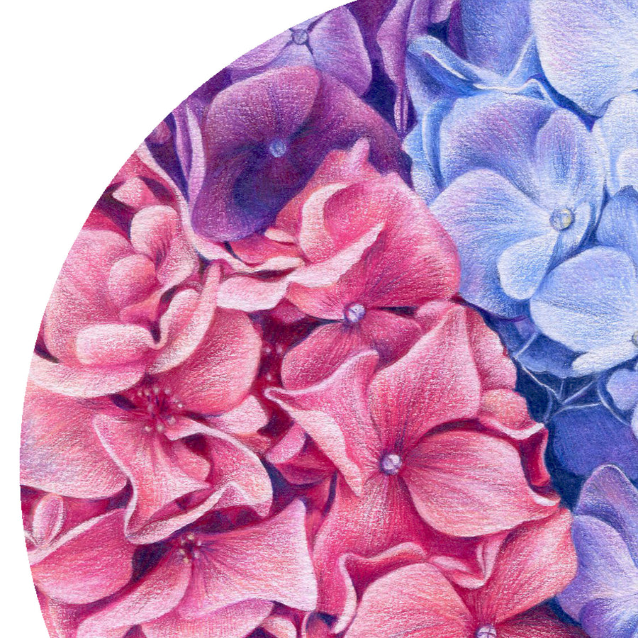 Hydrangeas by Olivia Bezett, original artwork detail showing pink and blue hydrangea petals.