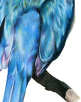 Kōtare by Olivia Bezett, original artwork detail showing the blue wing, tail and branch.