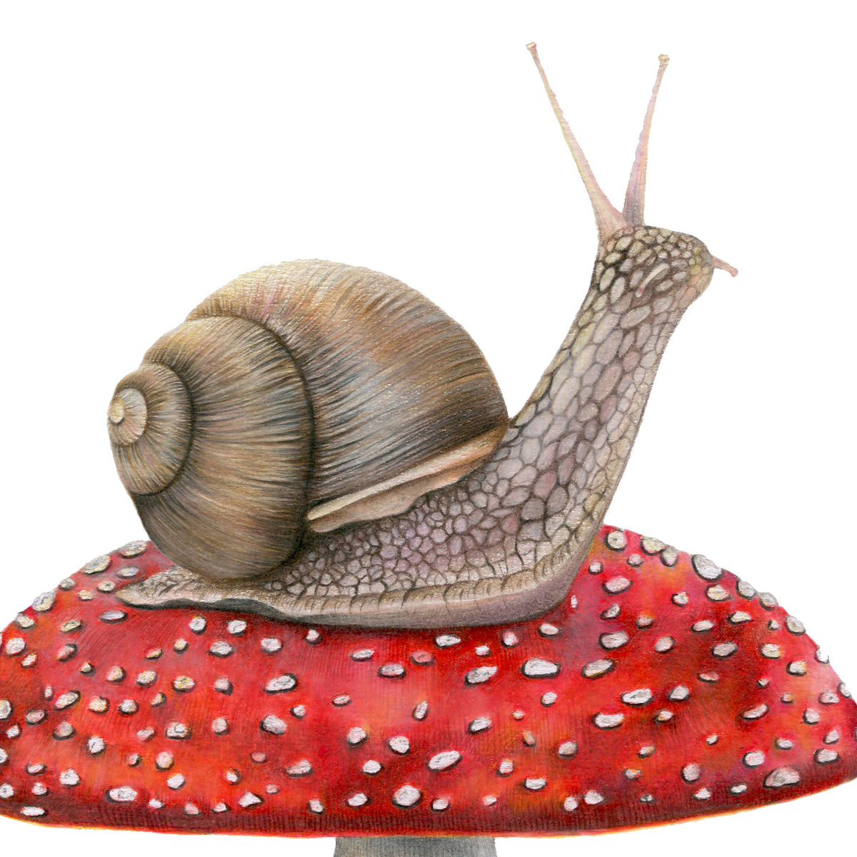 Snail on Mushroom by Olivia Bezett, original artwork detail showing the snail’s shell, body and feelers.