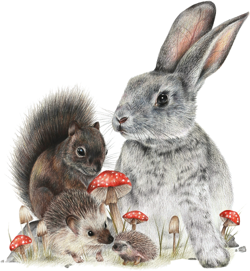 Bunny & Friends