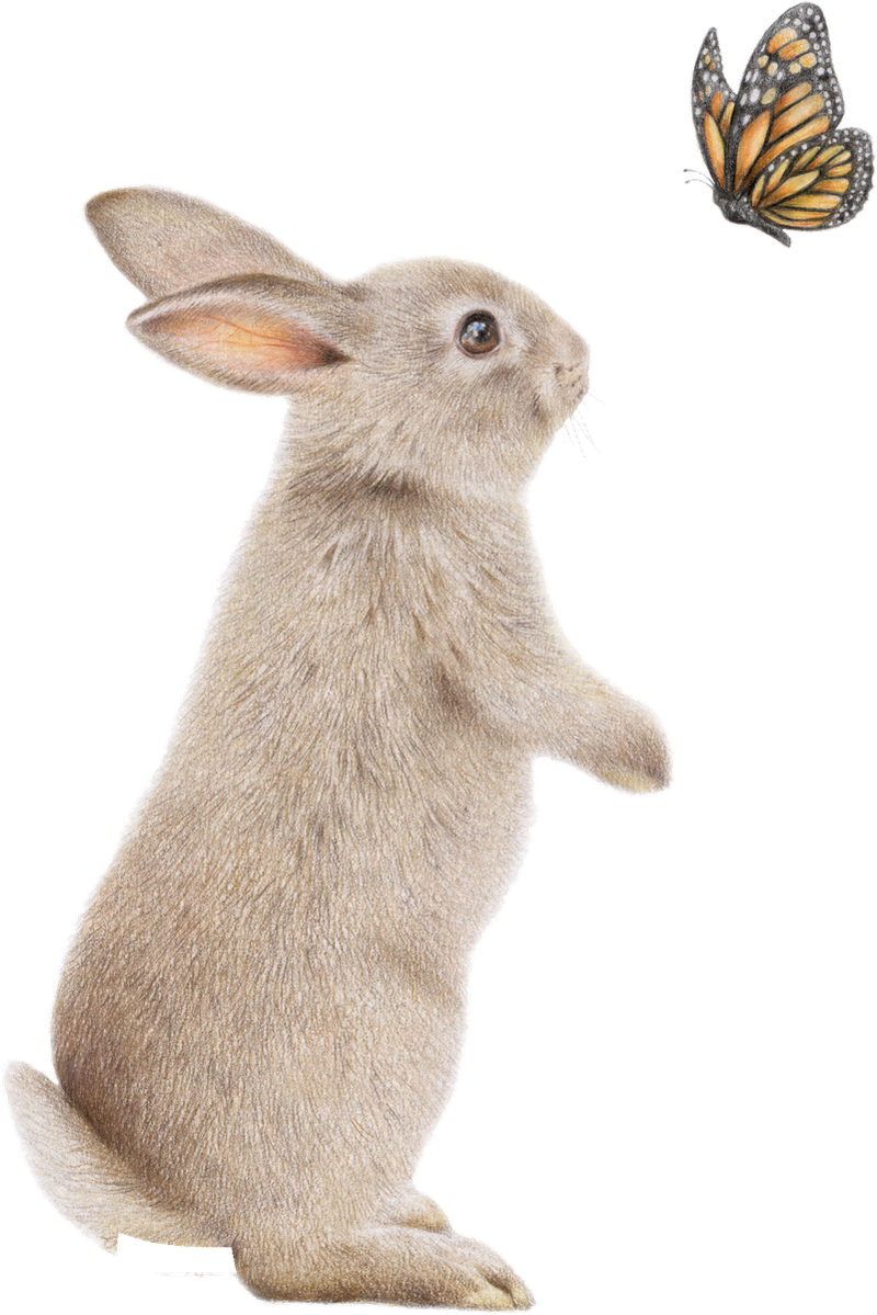 Bunny and Butterfly