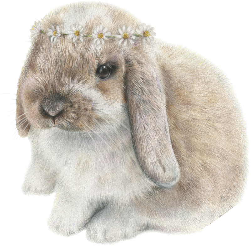 Daisy Bunny