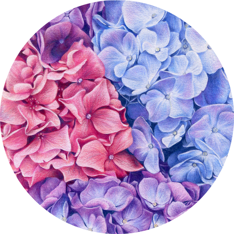 Hydrangeas