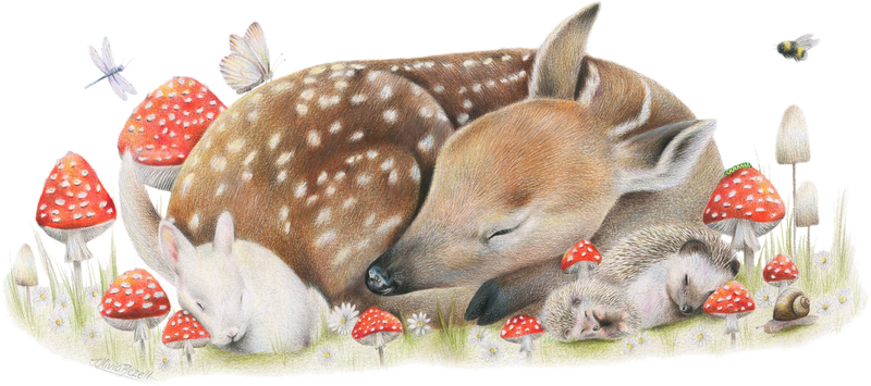 Sleeping Doe