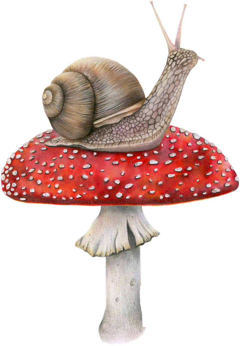 Snail on Mushroom
