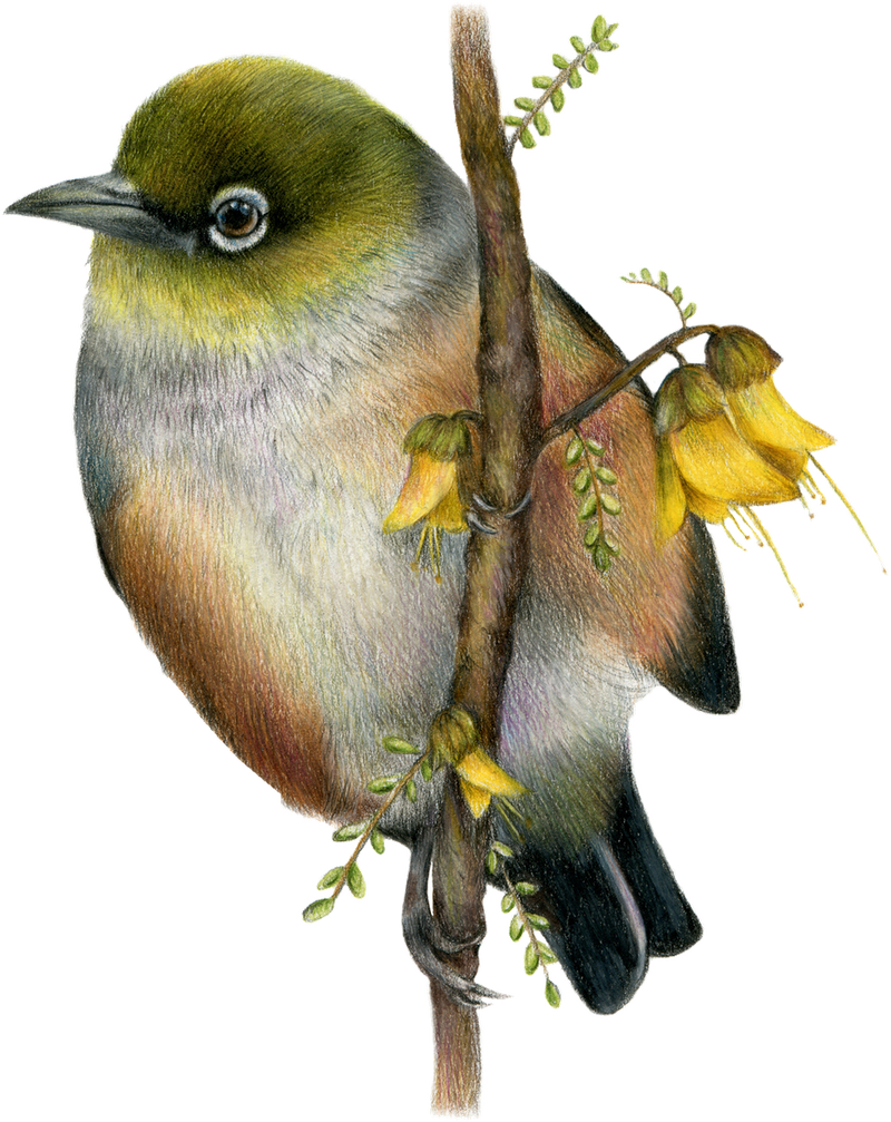 Waxeye