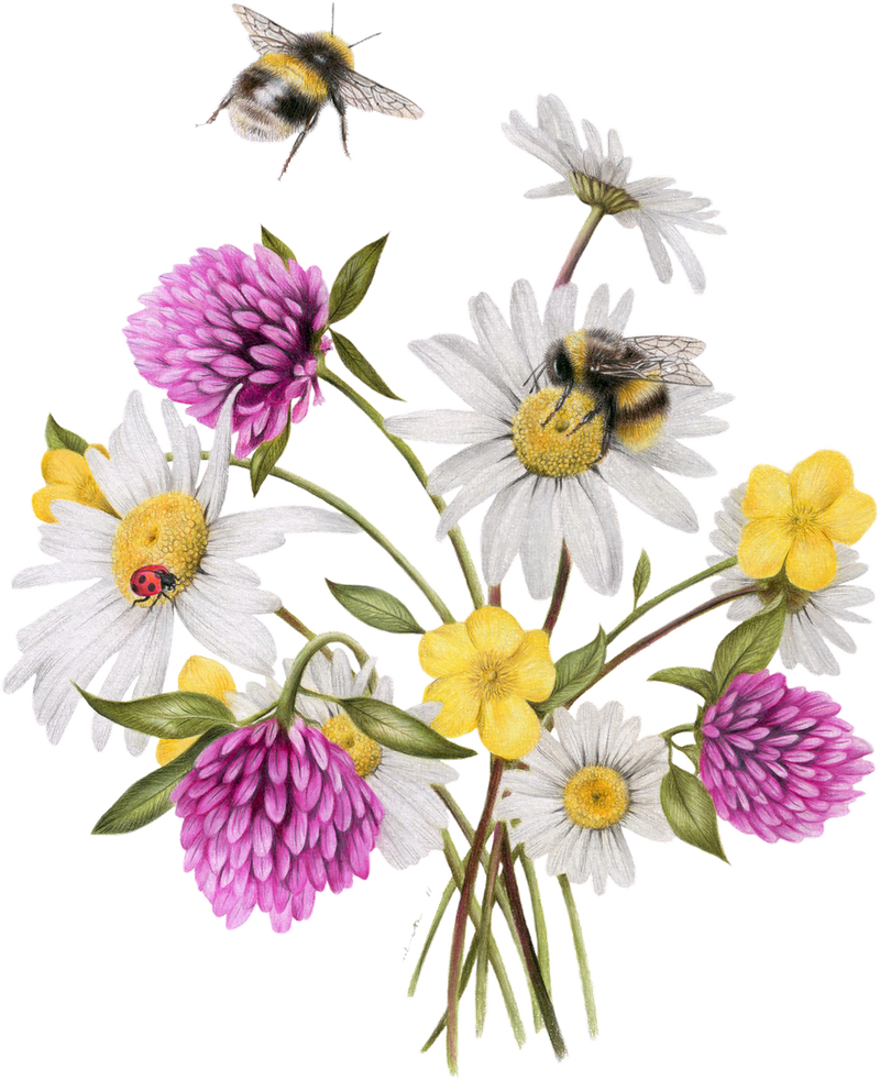Wildflower Bees