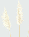 Straight-on detail of the toetoe plumes
