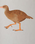 Artwork detail visualisation – Weka Family – adult plumage