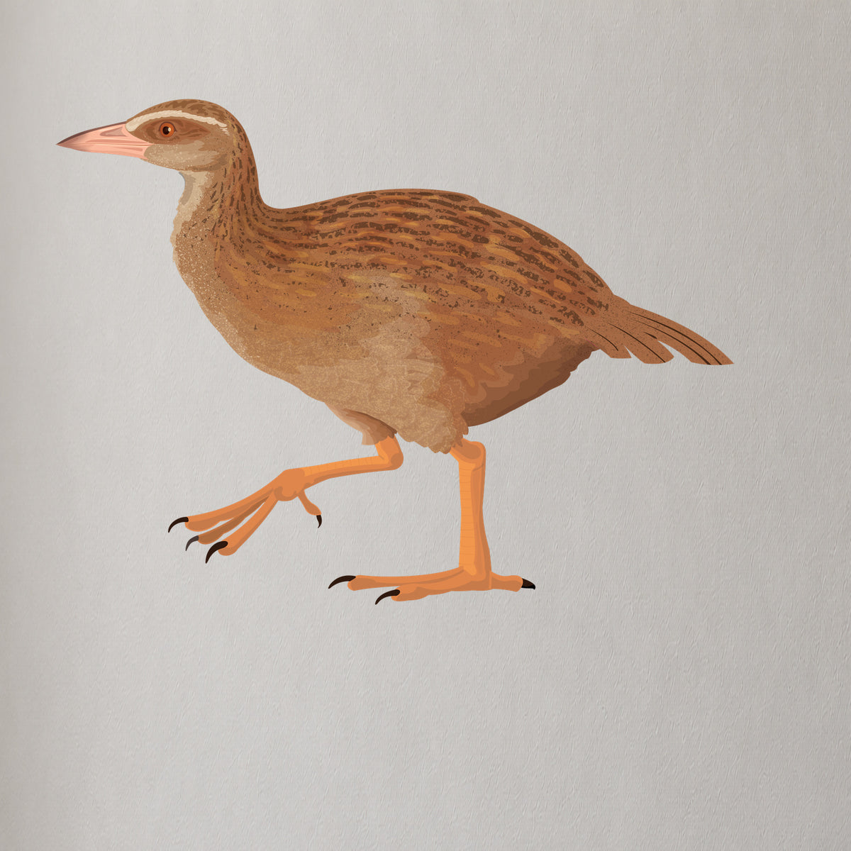 Artwork detail visualisation – Weka Family – adult plumage