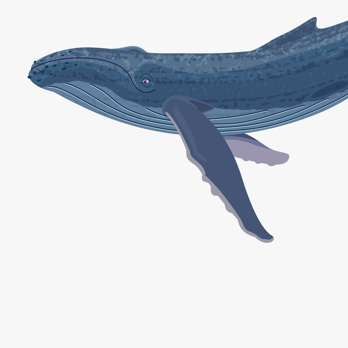 Artwork detail: straight-on close-up of the humpback calf face