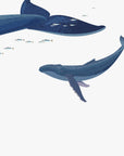 Straight-on detail of the whale calf illustration