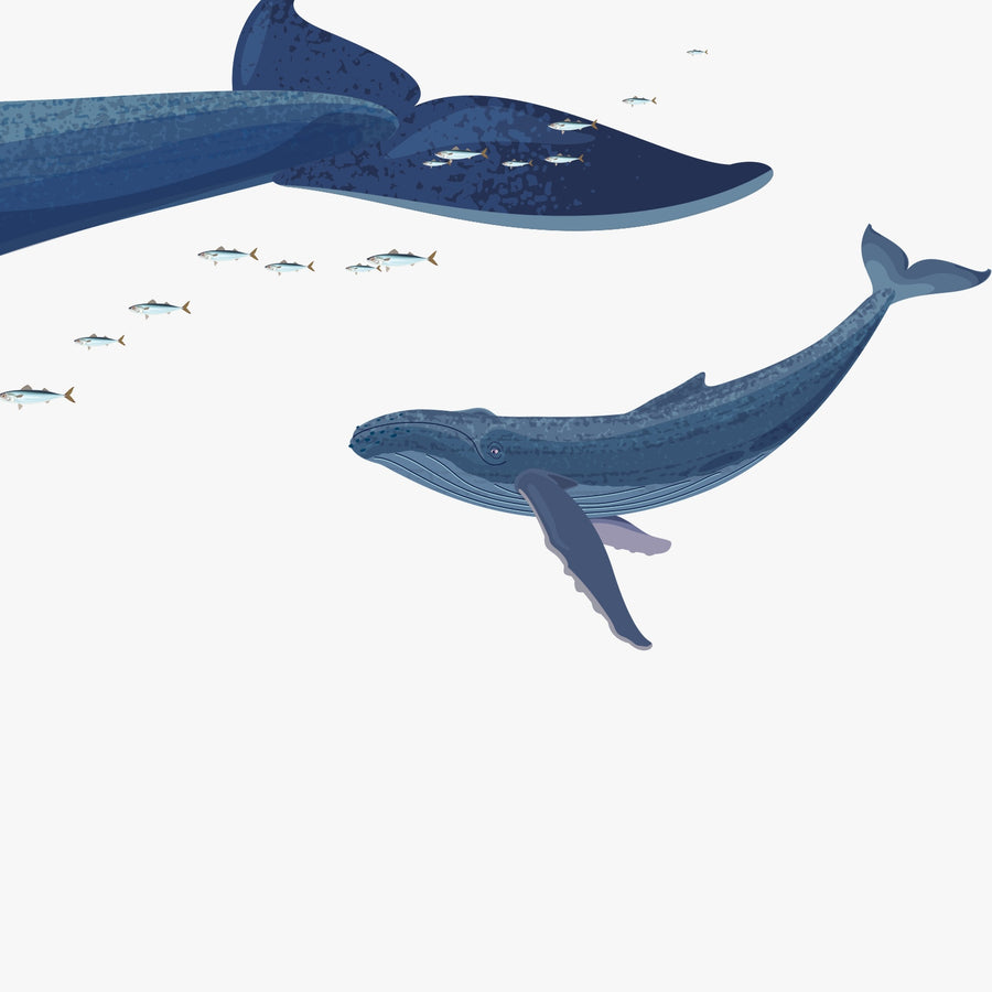 Straight-on detail of the whale calf illustration