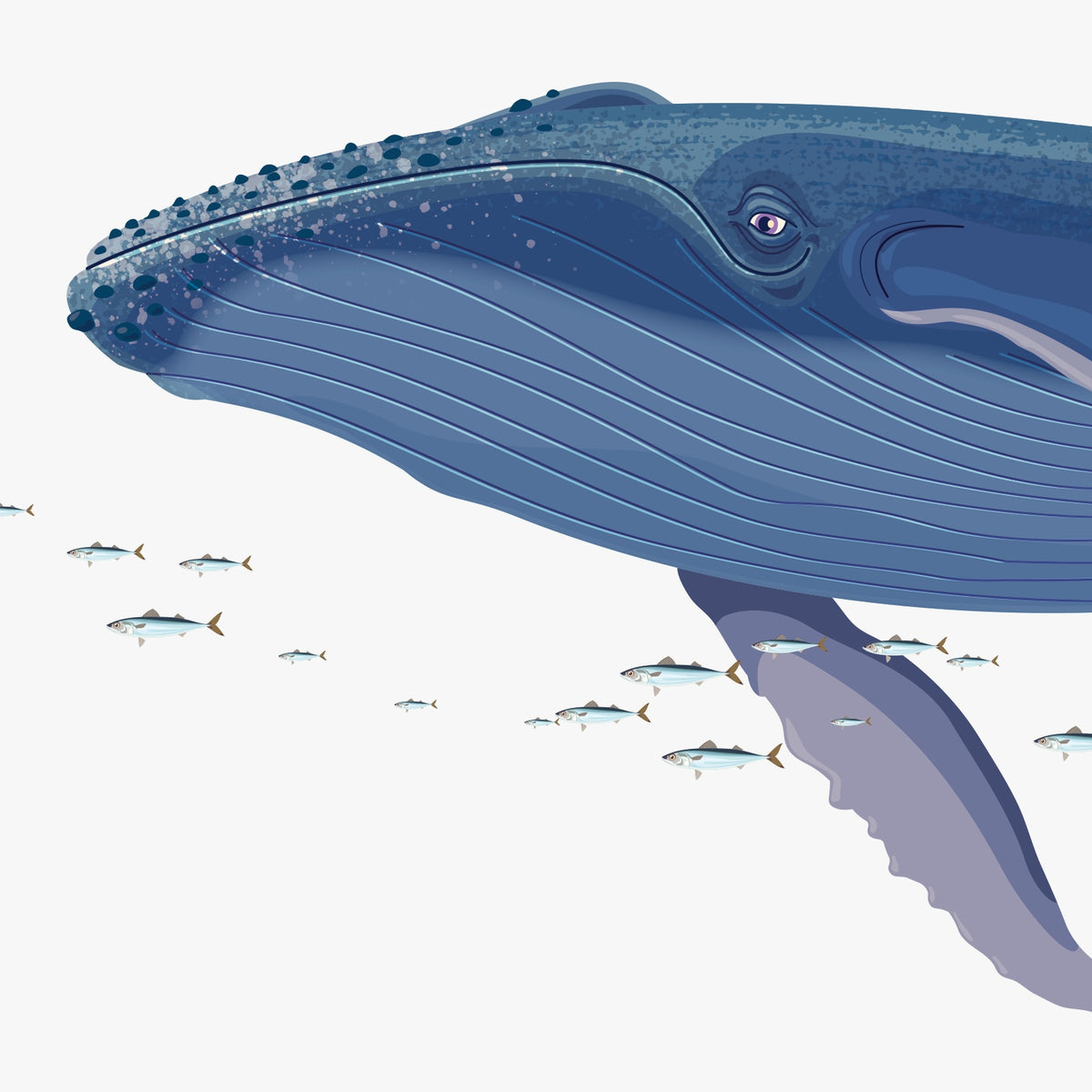 Straight-on detail of the mother whale illustration