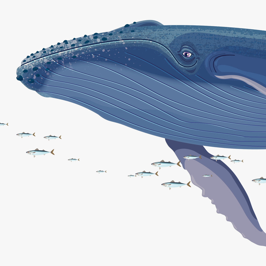 Straight-on detail of the mother whale illustration