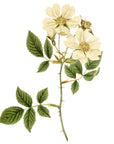 Ayrshire Rose Wall Decal