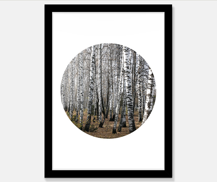 Birch Trees Art Print Your Decal Shop Wall Decal NZ